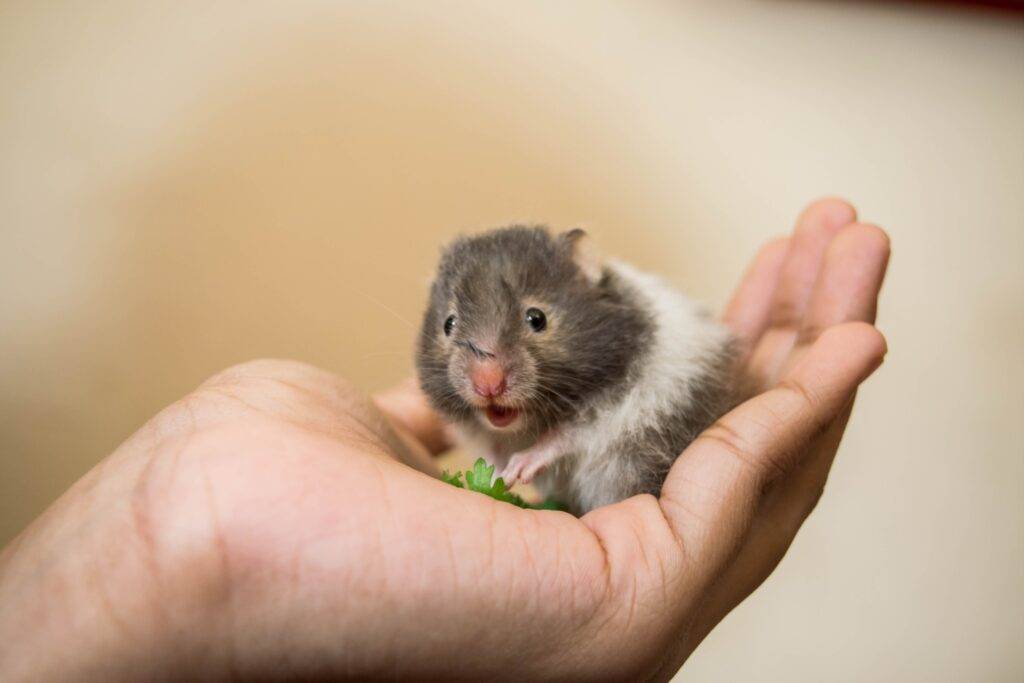 Hamster Fiyatları ve Hamster Bakımı Hakkında Bilmeniz Gerekenler