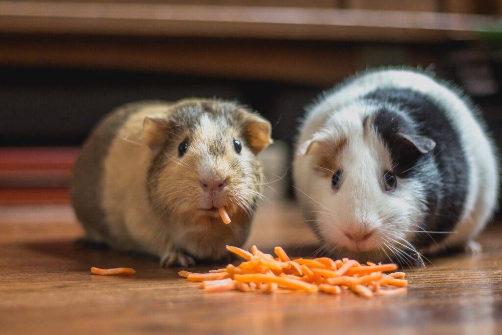 Hamster Fiyatları ve Hamster Bakımı Hakkında Bilmeniz Gerekenler